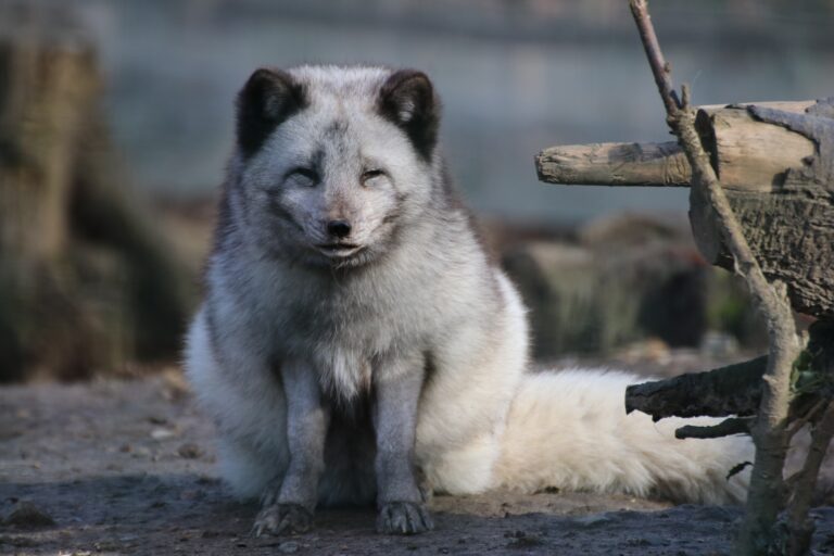 Polarfuchs Zoo