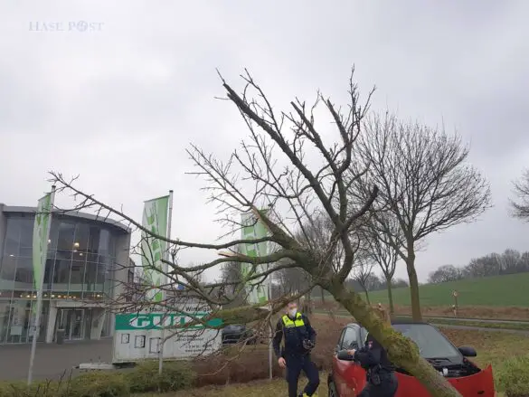 Missglücktes Ausweichmanöver: PKW fährt in Hecke gegen Baum