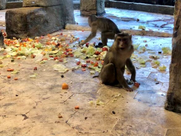 Neuer Lebensraum für Trampeltiere, Rote Pandas und Schopfhirsche Neuer Lebensraum für Trampeltiere, Rote Pandas und Schopfhirsche