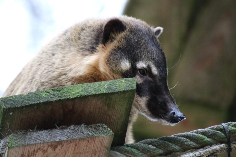 Ein Nasenbär beim Zahnarzt:  Zoo Osnabrück kooperiert für die Gesundheit seiner Tiere mit Experten