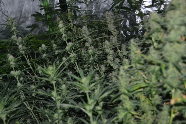 Marihuana-Plantage (Symbolbild) / Foto: PI Osnabrück in Lotte