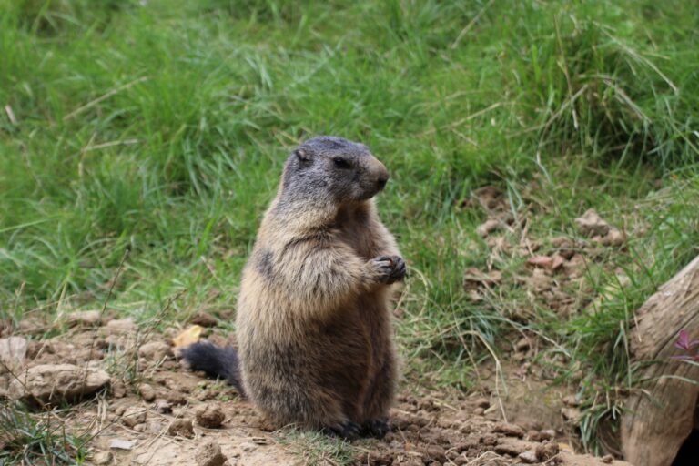 Endlich wieder „Groundhog Day“: Wir haben den Murmeltiertag nicht verschlafen