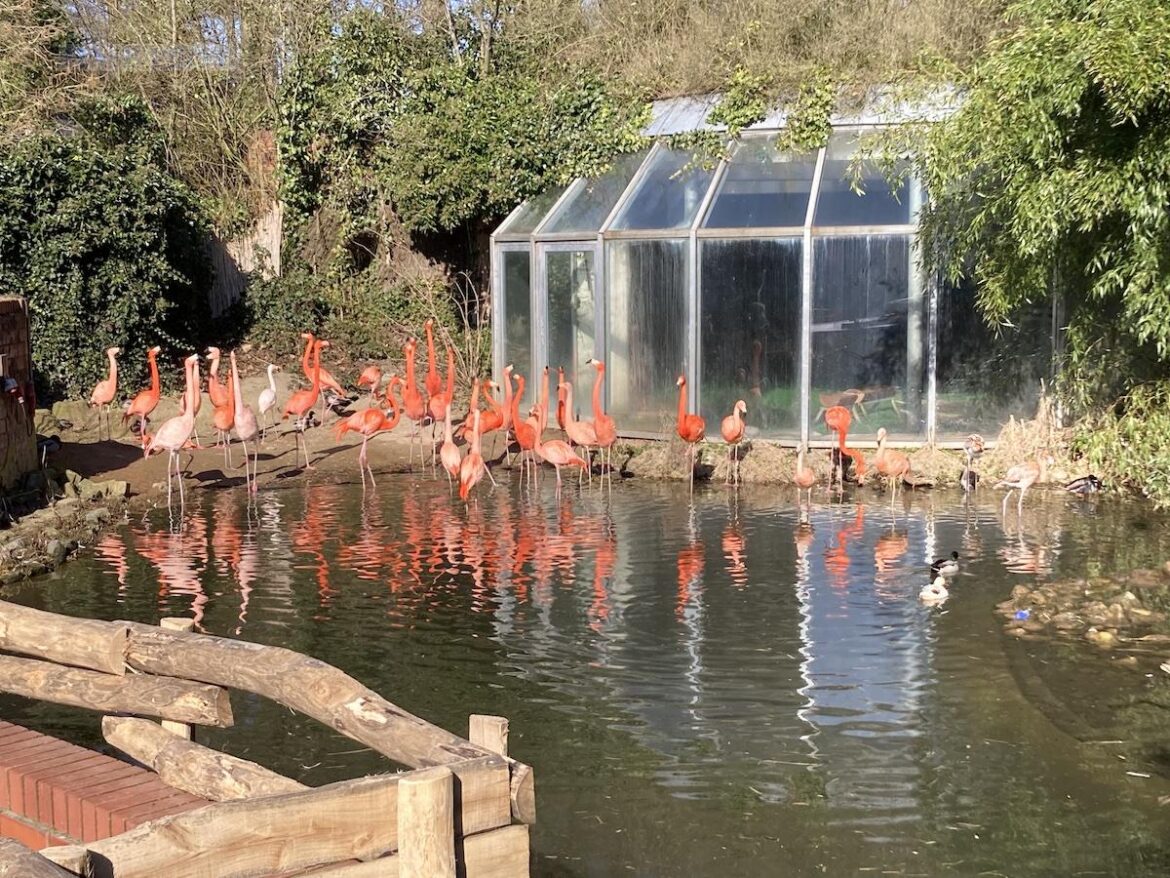 Flamingos im Zoo Osnabrück / Foto: Schulte