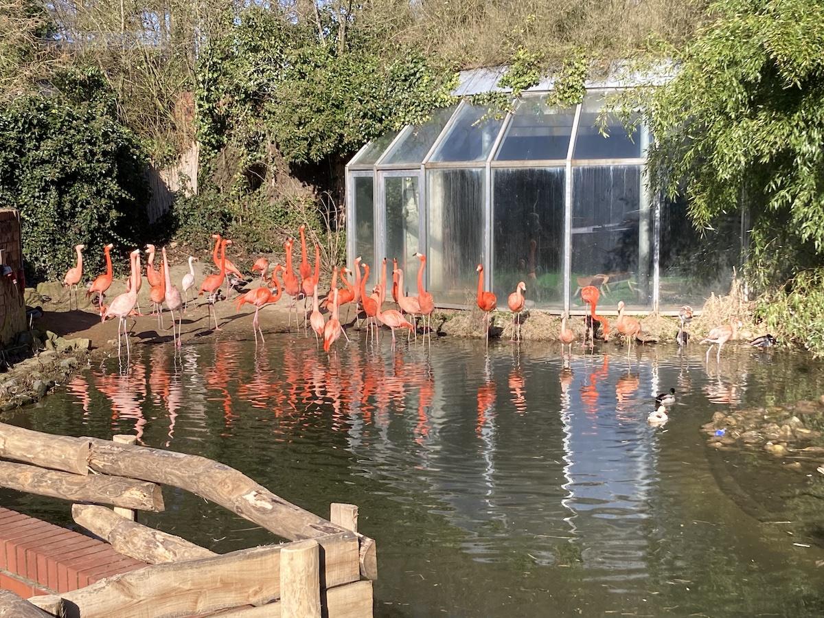 Flamingos im Zoo Osnabrück / Foto: Schulte