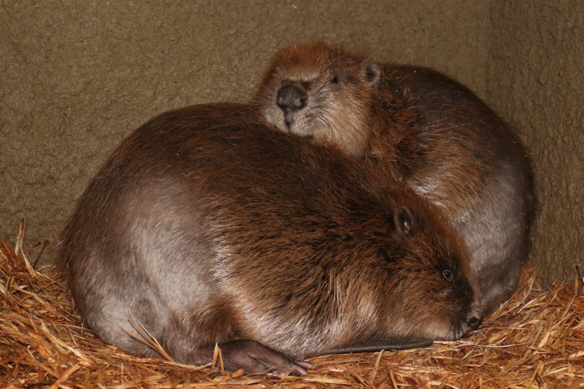 Biber Zoo