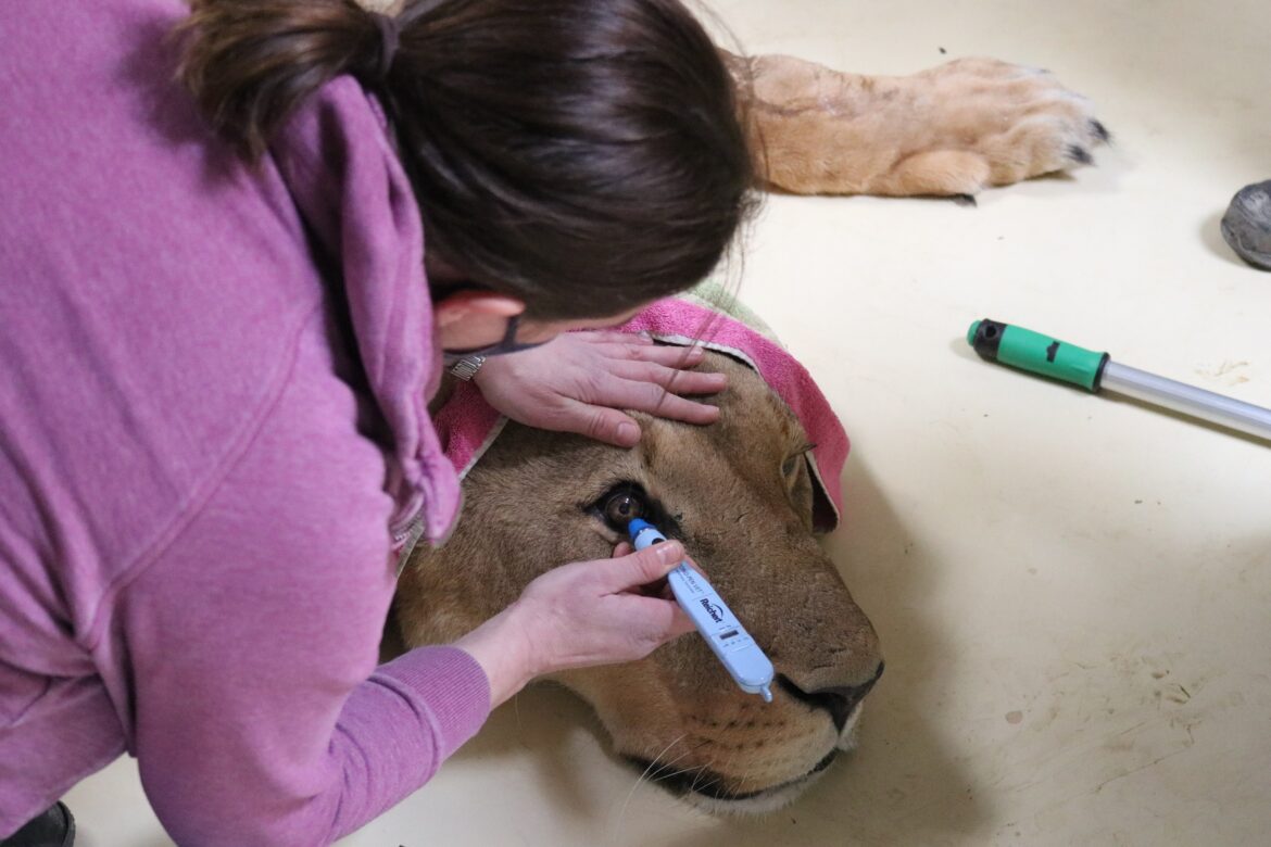 Automatisch gespeicherter Entwurf