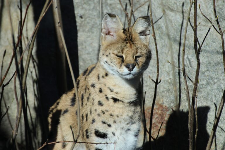 ZooOS_Serval_03032022C: Wenn die Sonne wieder länger scheint, genießen auch die Servale im Zoo Osnabrück ihre wärmenden Strahlen. In der Natur sind die Wildkatzen in Afrika südlich der Sahara beheimatet.