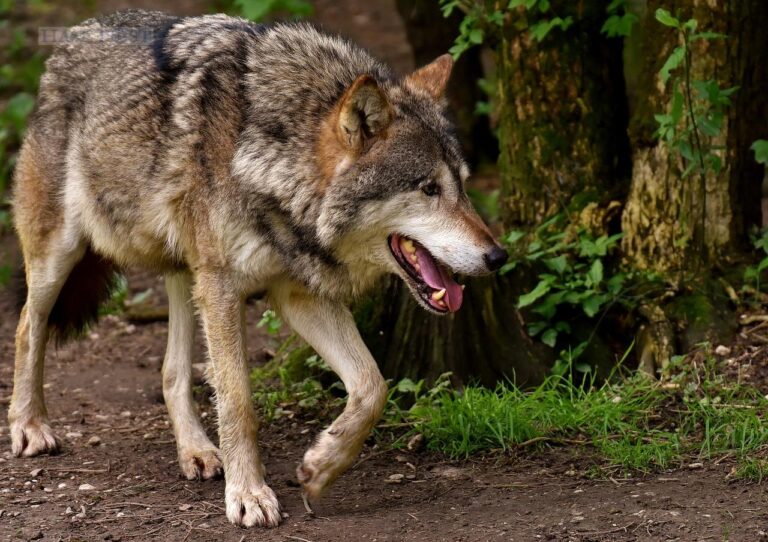 Wolf (Symbolbild)