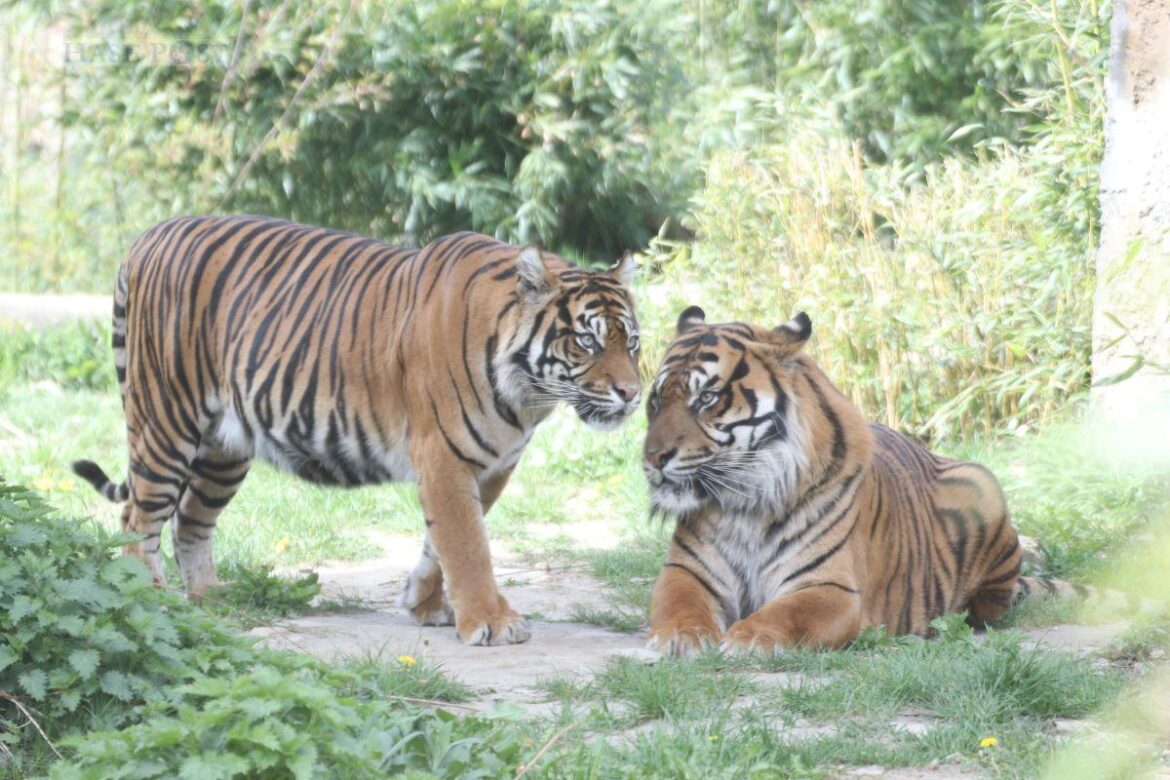 Sumatra-Tiger Argo verlässt kommende Woche den Zoo Osnabrück, Tigerkatze Diana (links im Bild) bleibt in Osnabrück. Der Kater geht in einen französischen Zoo, wo es anders als bislang in Osnabrück, hoffentlich mit Nachwuchs bei der vom Aussterben bedrohten Tierart klappt. Aus dem französischen Zoo kommt ein neuer Tigerkater für Argo nach Osnabrück, der dann mit Katze Diana zusammenkommen wird. / Foto: Zoo Osnabrück (Lisa Simon)