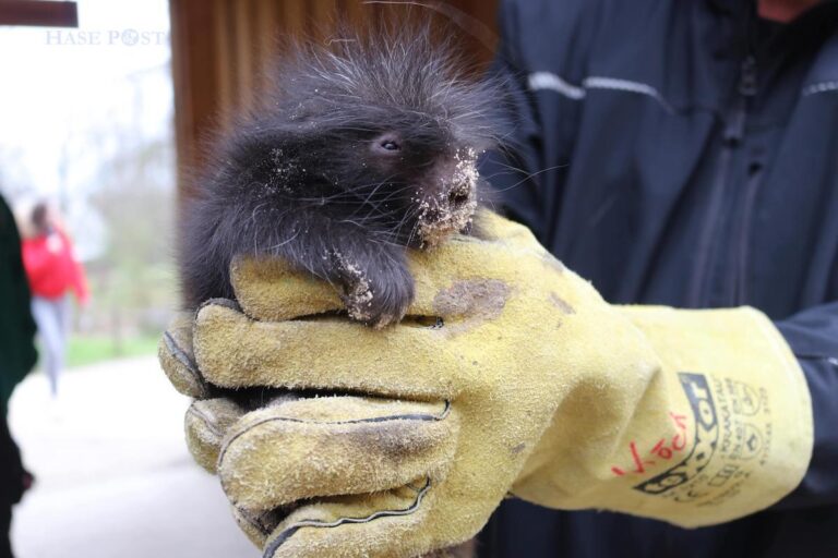 Direkt nach der Geburt waren die Stacheln von Baumstachler Bruce weich und biegsam, aber schon nach kurzer Zeit bilden sie ausgehärtet einen natürlichen Schutzschild für das kleine Jungtier. Bruce lebt im Zoo Osnabrück in der Tierwelt „Manitoba“ und kann an den Ostertagen zu den regulären Öffnungszeiten besucht werden. / Foto: Zoo Osnabrück (Lisa Simon)