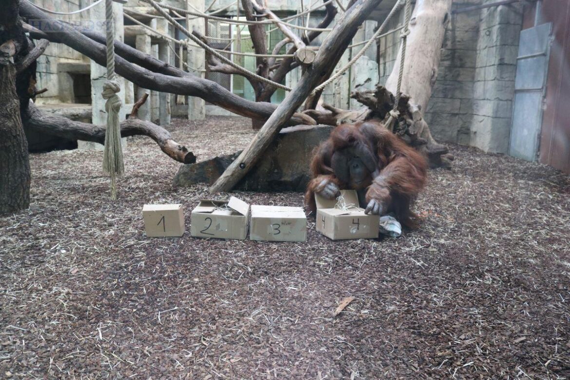 Bereits im Januar hat Orang-Utan Buschi die erste Gewinnerin von „Buschi’s Spendenmarathon“ ausgelost. Die Gewinnerin kommt aus Mannheim und wird im Mai den Zoo Osnabrück besuchen, um ihren Gewinn einzulösen. / Foto: Zoo Osnabrück (Jan Banze)