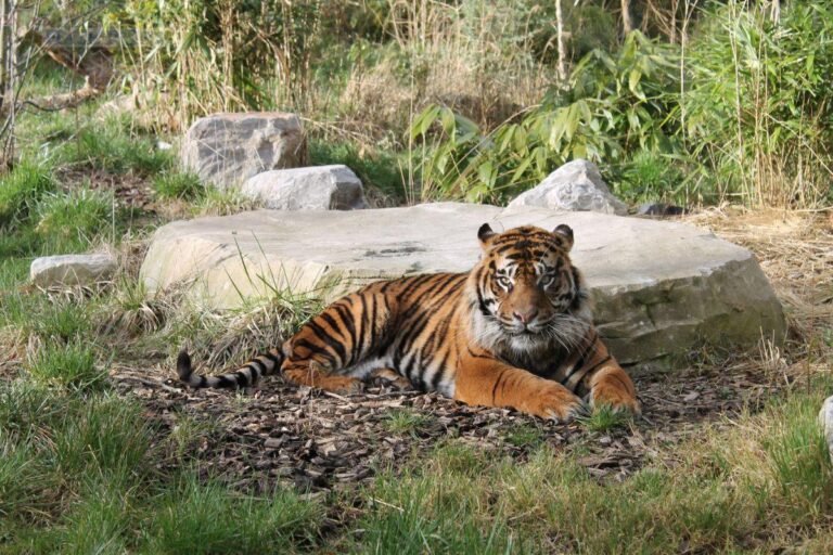 Ankunft Sumatra-Tiger Tilak / Foto: Zoo Osnabrück (Jan Banze)