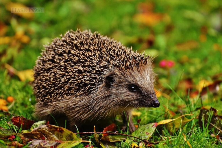 Igel (Symbolbild)