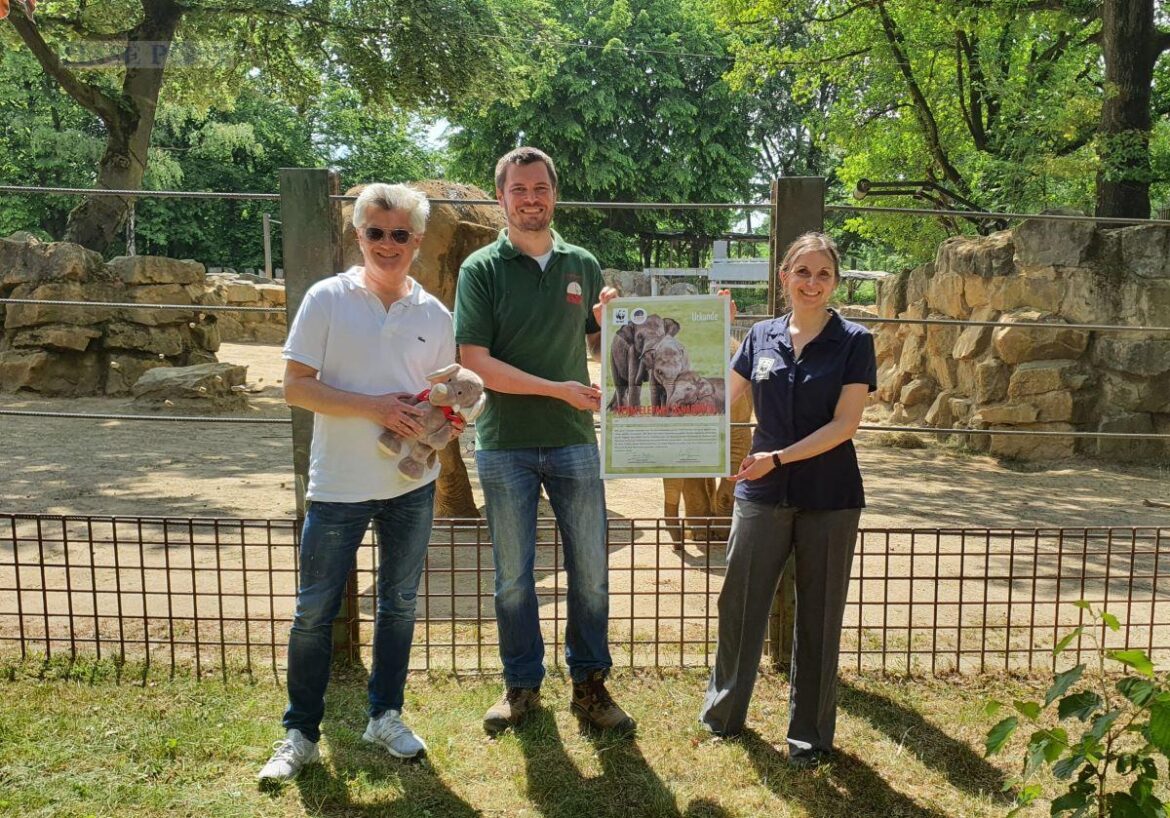 Zum Schutz asiatischer Elefanten: Zoo Osnabrück und WWF gründen „Team Elefant“