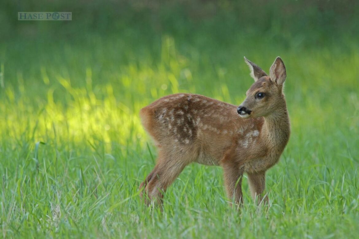 Für die Kitzrettung werden mitunter Drohnen mit Wärmebildkameras eingesetzt. / Foto: Gerd Herrmann/piclease