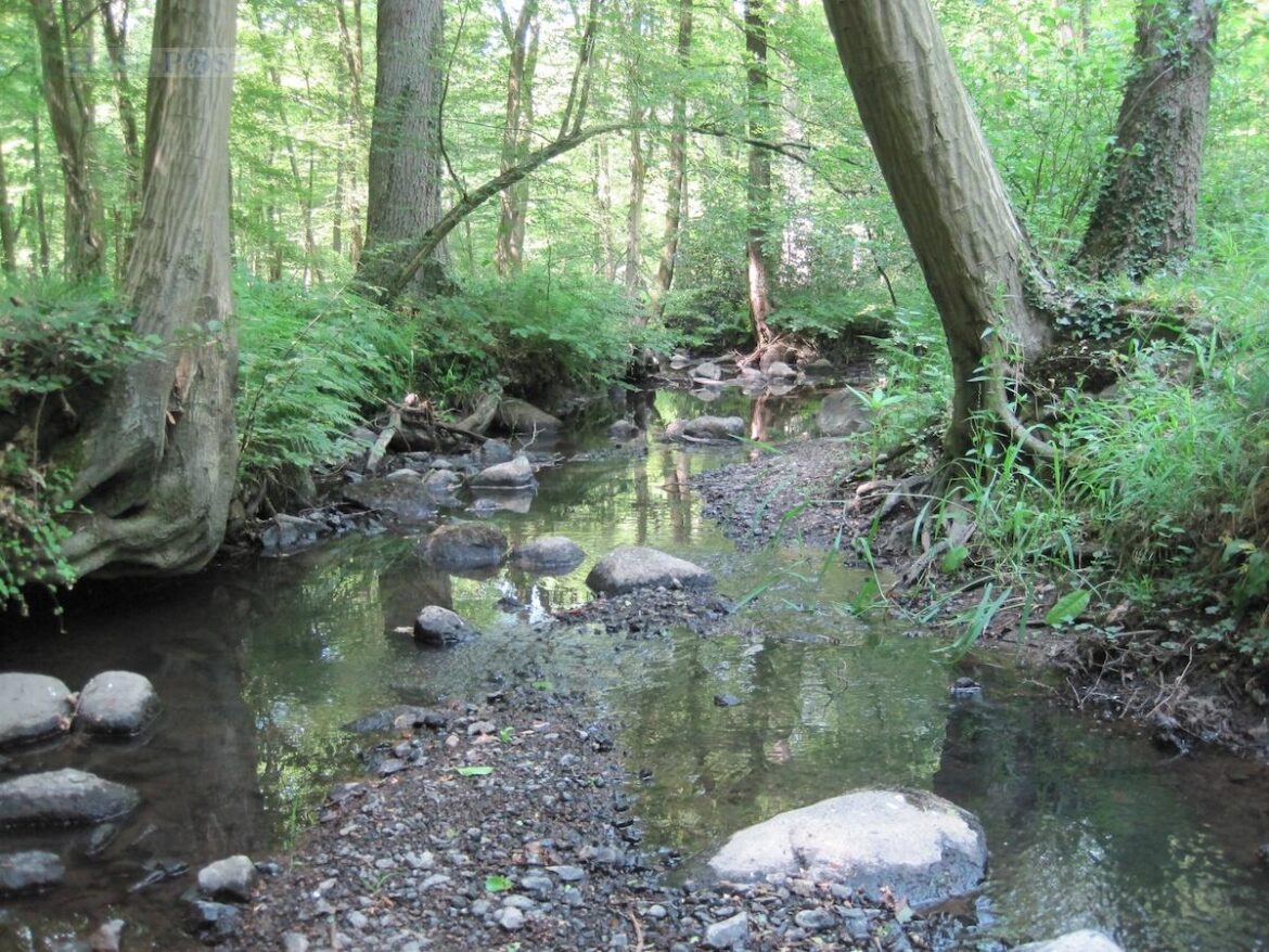 Niedriger Pegelstand: Die Fließgewässer im Osnabrücker Land wie die Nette zeigen den aktuellen Wassermangel deutlich. / Foto: Landkreis Osnabrück