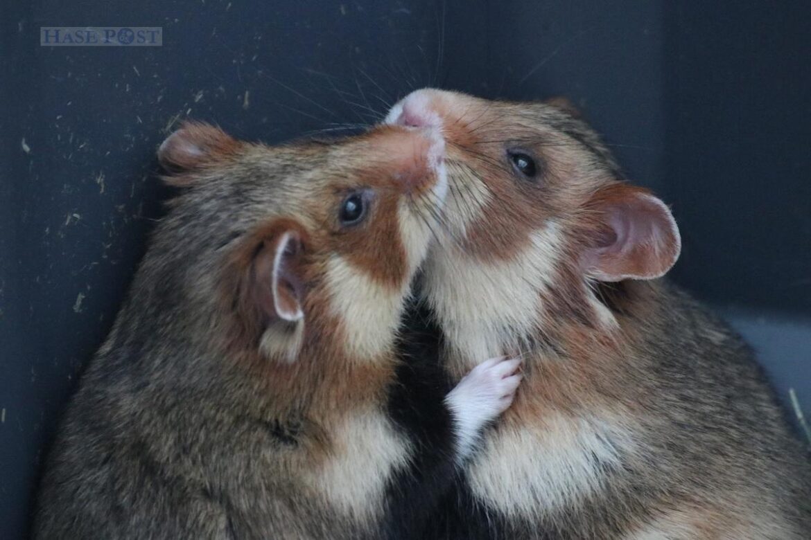 Feldhamster sind Einzelgänger, treffen sich nur zur Paarung und gehen sich ansonsten aus dem Weg. Im Zoo Osnabrück werden die vom Aussterben bedrohten Tiere für die Auswilderung gezüchtet. Foto: Zoo Osnabrück/Jan Banze