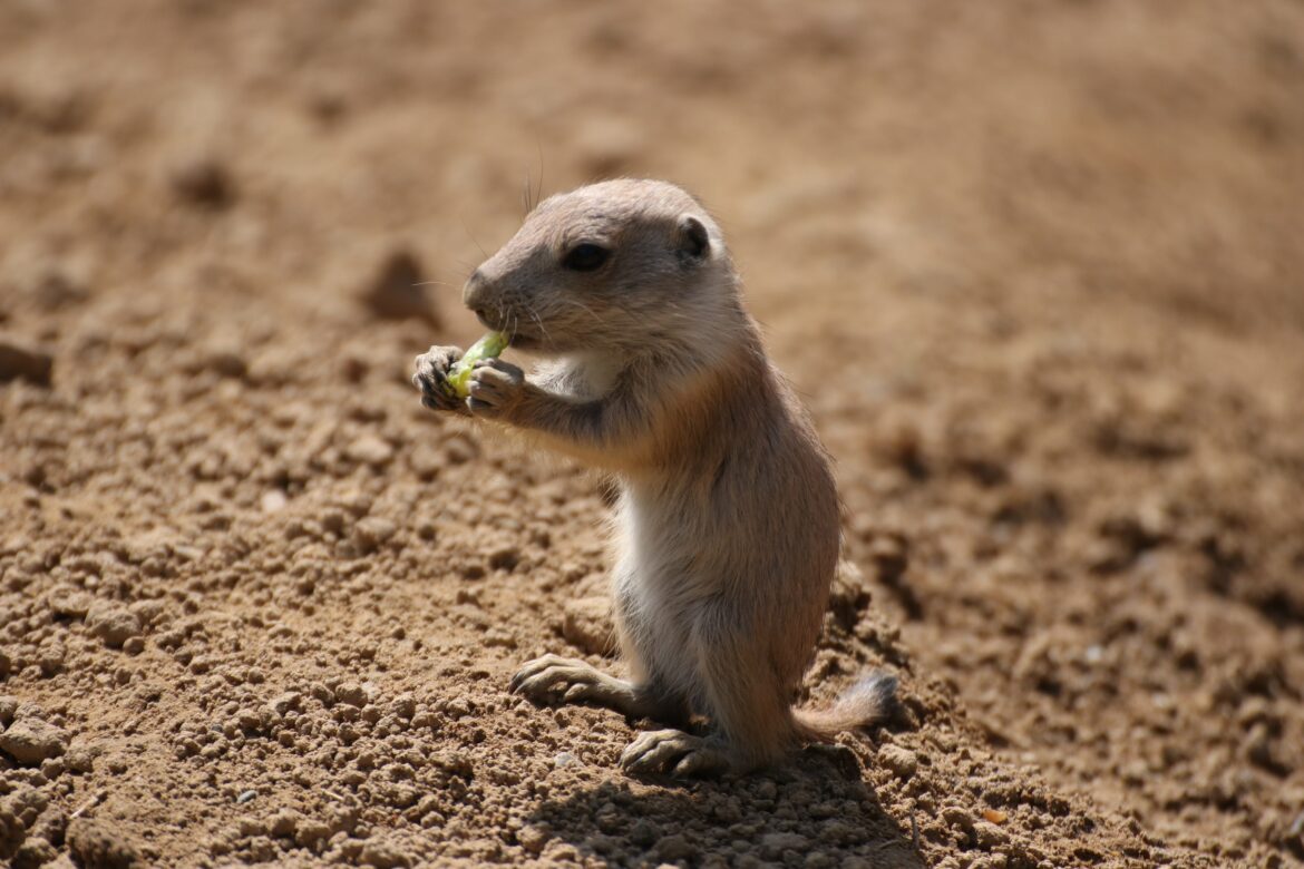 Automatisch gespeicherter Entwurf