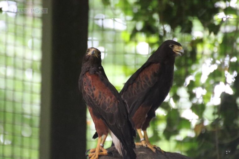 Die Wüstenbussarde Harry und Sally leben seit neustem in einer begehbaren Voliere im Zoo Osnabrück. Neben den tagaktiven Neuankömmlingen leben dort auch zwei vorwiegend nachtaktive Schleiereulen und ein Waldkauz. / Foto: Zoo Osnabrück / Denise Matthey