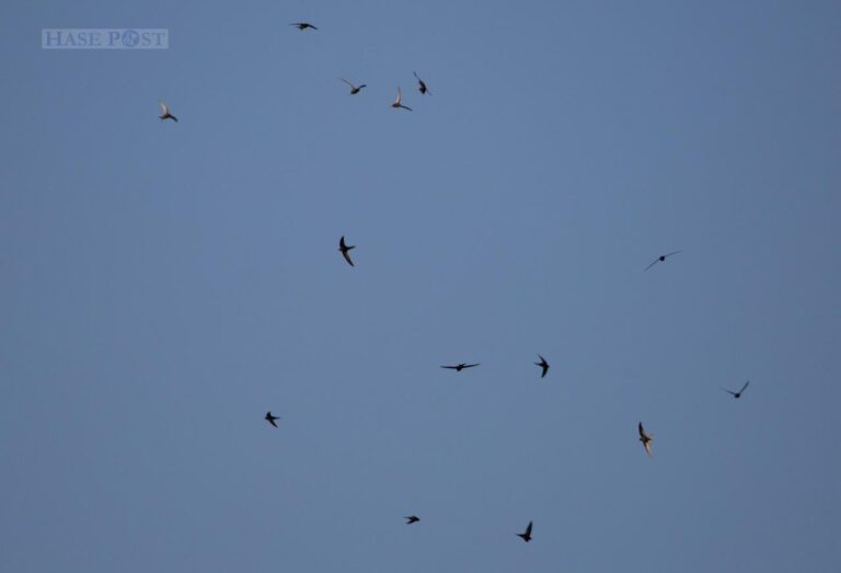 Mauersegler im Flug (Symbolbild)