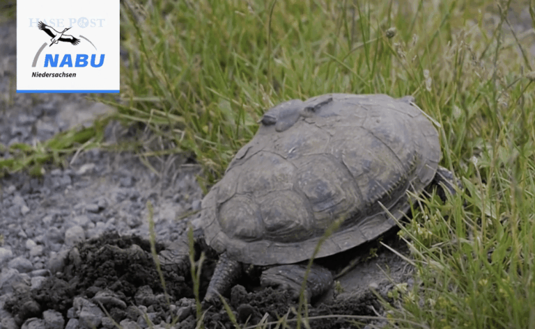 Die Europäischen Sumpfschildkröte wird wieder am Steinhuder Meer angesiedelt. / Screenshot: NABU