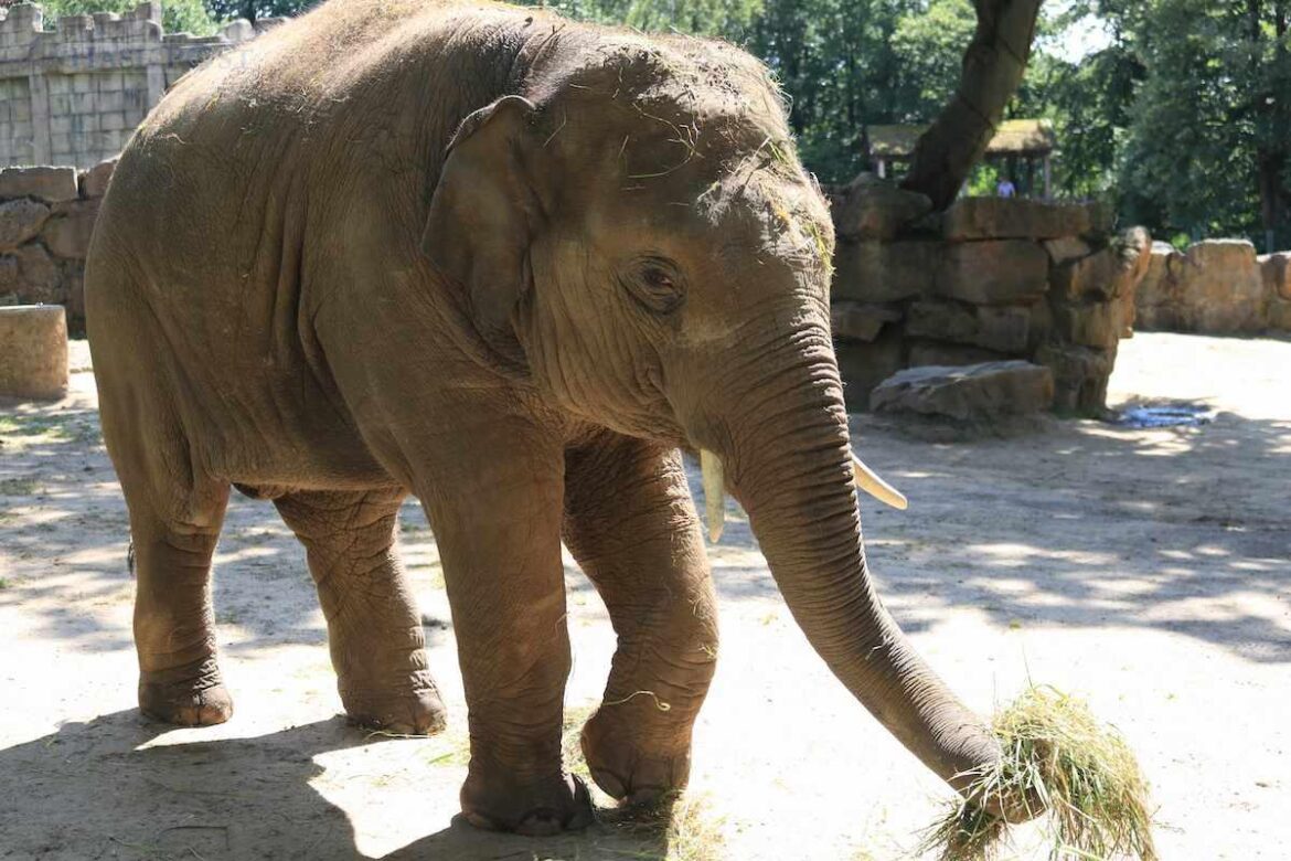 Im Zoo Osnabrück ist der fast fünfjährigen Asiatische Elefant Minh-Tan an einer Herpesinfektion erkrankt. / Foto: Zoo Osnabrück/Lisa Simon