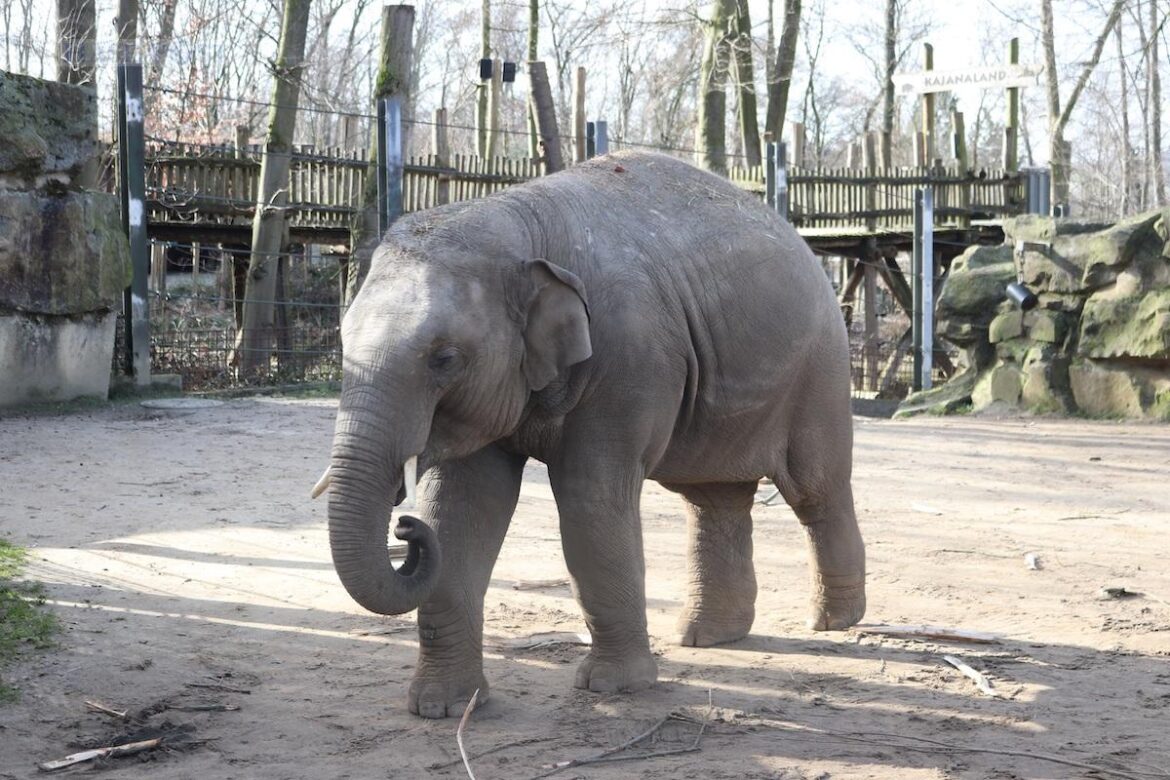 Der Gesundheitszustand des fünfjährigen Elefatenbullen Minh-Tan ist gut, die Behandlung des Dickhäuters scheint anzuschlagen. / Foto: Zoo Osnabrück / Lisa Simon