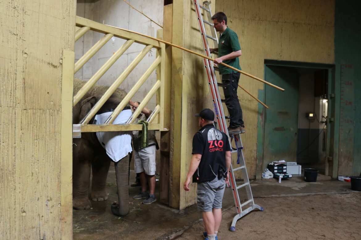 Minh-Tan übersteht Herpes-Erkrankung