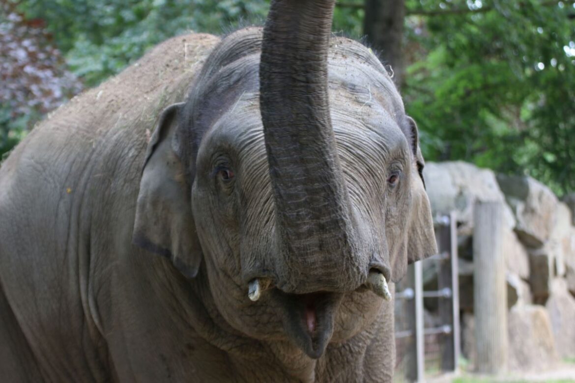 Minh-Tan ist auf dem Weg der Besserung, auch wenn der Zoo noch keine endgültige Entwarnung geben kann. Er ist allerdings schon wieder auf der Außenanlage der Elefanten zu sehen. / Foto: Zoo Osnabrück (Lisa Simon)