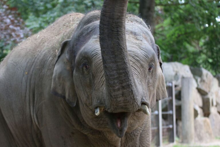 Minh-Tan ist auf dem Weg der Besserung, auch wenn der Zoo noch keine endgültige Entwarnung geben kann. Er ist allerdings schon wieder auf der Außenanlage der Elefanten zu sehen. / Foto: Zoo Osnabrück (Lisa Simon)