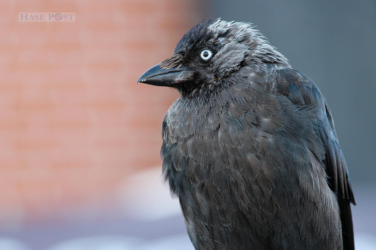 Automatisch gespeicherter Entwurf