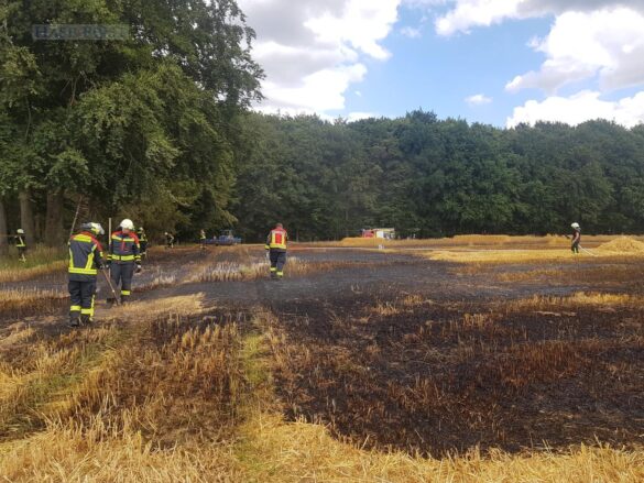Großalarm: Feld brennt, Feuerwehr kann Waldbrand gerade noch verhindern