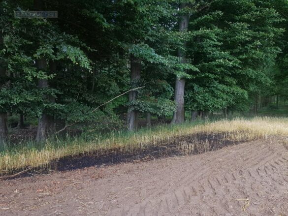 Großalarm: Feld brennt, Feuerwehr kann Waldbrand gerade noch verhindern
