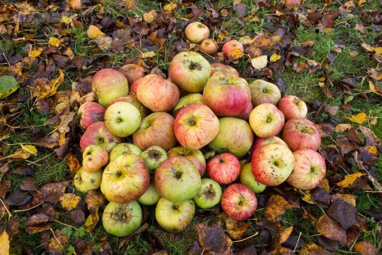 Die AWIGO-Recyclinghöfe in Ankum, Melle, Ostercappeln und Wallenhorst nehmen von August bis Oktober Fallobst an. / Foto: 123RF.com / David Hare.
