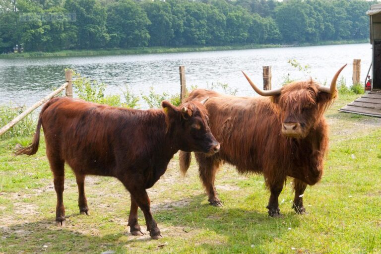 Hochlandrinder am Rubbenbruchsee / Foto: Stadt Osnabrück / Nina Hoss