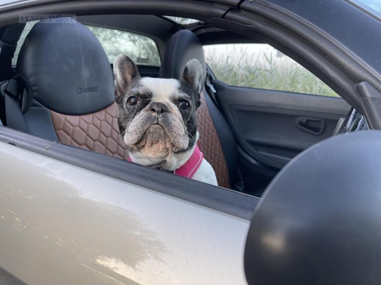 Frida im Auto