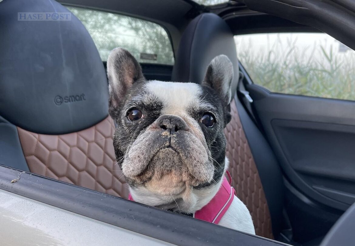 Frida im Auto