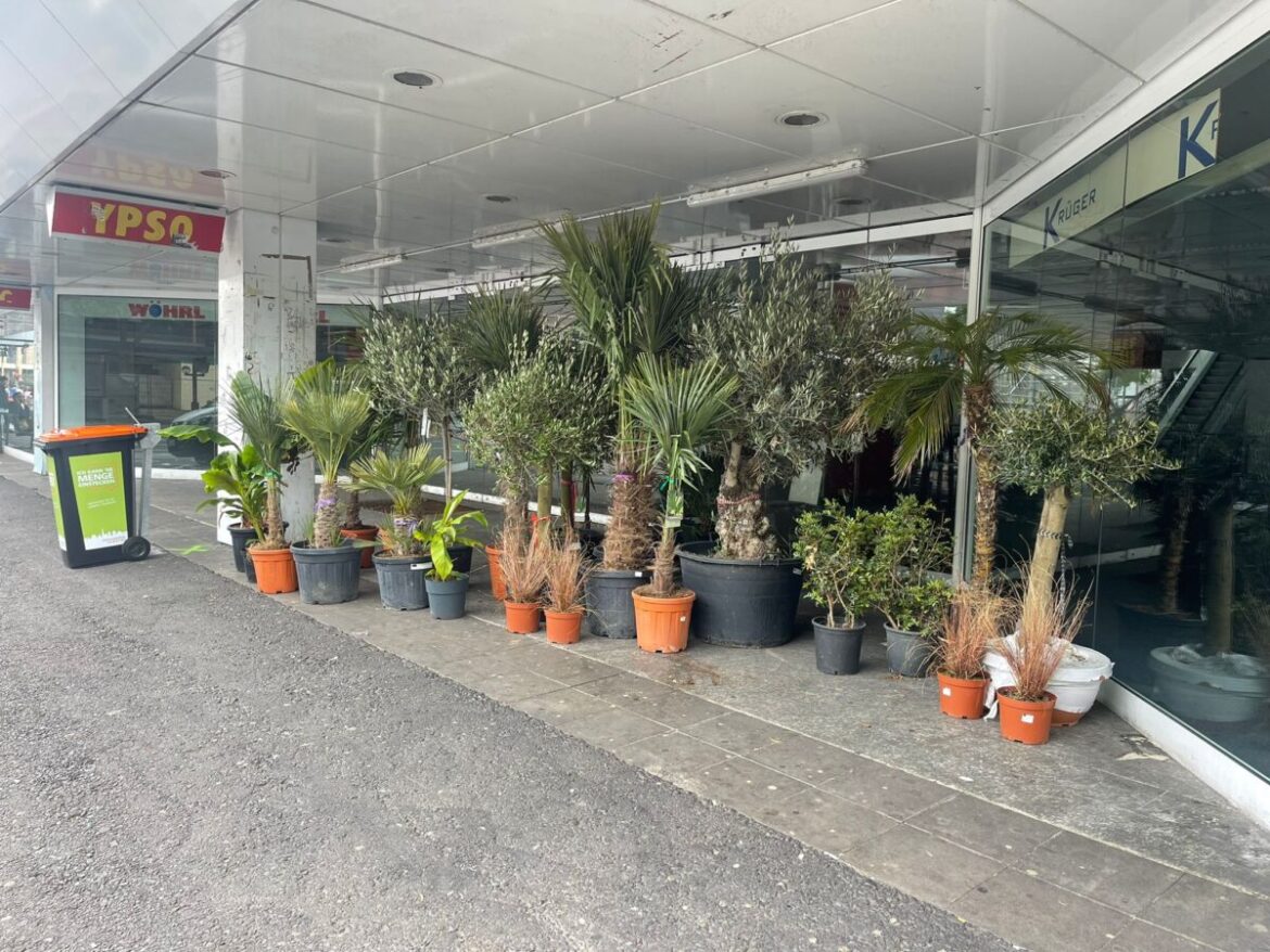 Es geht voran an Osnabrücks Schandfleck: Mülltonnen und Pflanzen für den Neumarkt, Palmen im alten Wöhrl-Gebäude