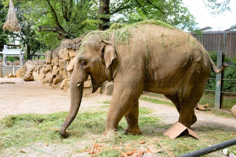 Zu seinem fünften Geburtstag bekam Minh-Tan eine Überraschung aus Möhren, Heu und Melone. In Kürze wird ein seinen Geburtsort Osnabrück verlassen. / Foto: Zoo Osnabrück/Denise Matthey