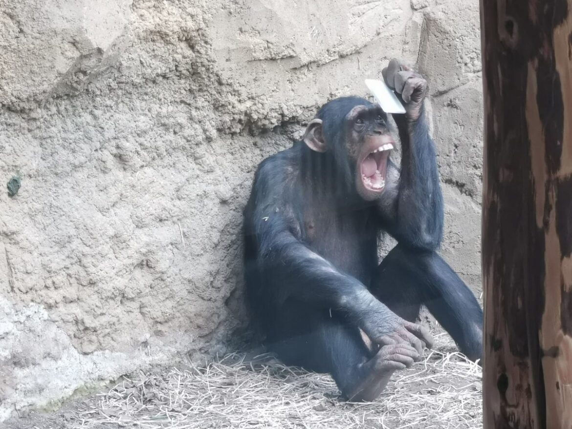 Schimpansen im Zoo Osnabrück