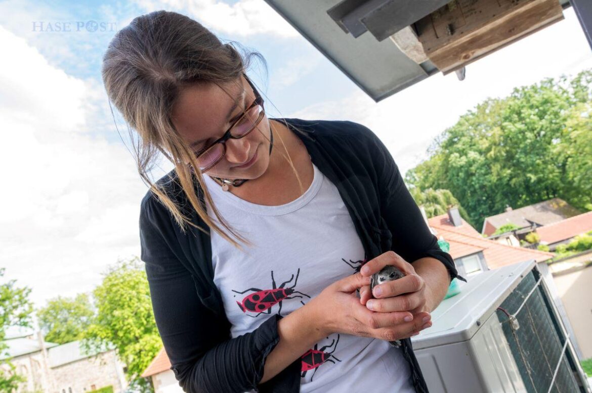 Wallenhorsts Umweltbeaufragte Isabella Markfort mit einem jungen Mauersegler. / Foto: Gemeinde Wallenhorst