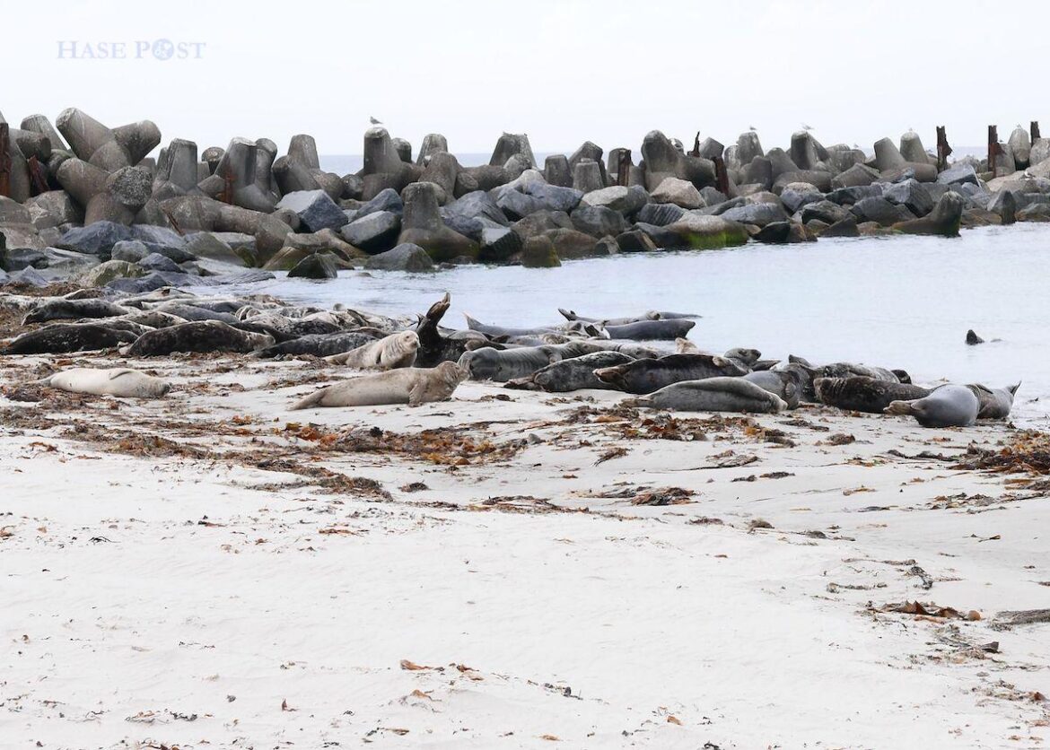 Kegelrobben auf Helgoland / Foto: Andrea Hein
