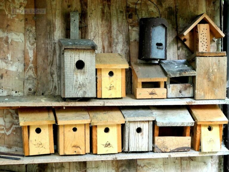 Nistkästen können zum Beispiel ein Einsatz für den Naturschutz sein. / Foto: Bärbel Echelmeyer