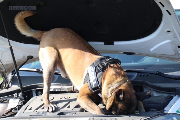 Voller Erfolg für Spürhund Raptor: Der Schäferhund fand Marihuana und Amphetamin. / Foto: Hauptzollamt Osnabrück