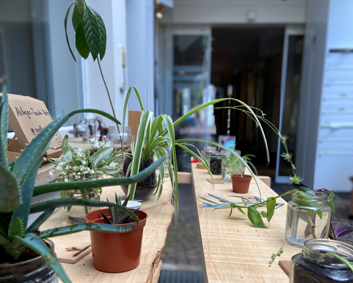 Es grünt so grün: Ablegertauschparty am Samstag bei Osnabrücker Label Young Diversity