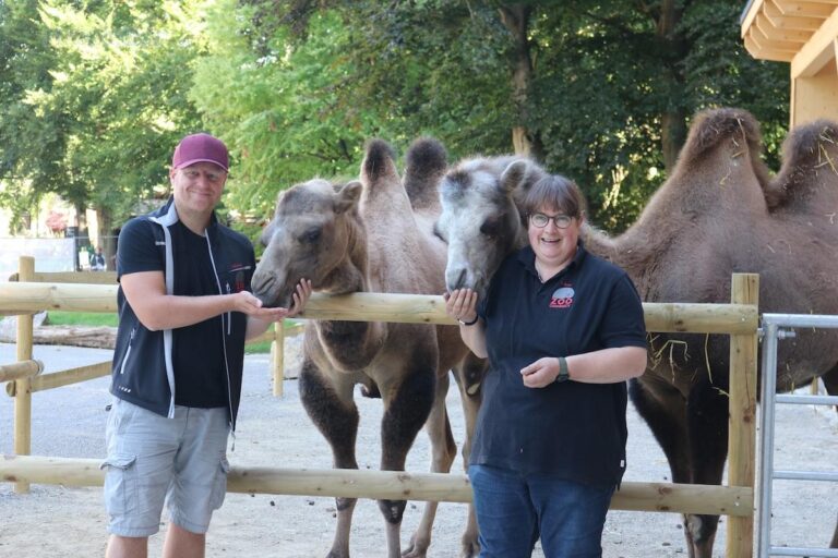 Tobias Klumpe, Zoologische Leitung und Tanja Boss, Revierleiterin und Tierpflegerin, freuen sich über die beiden Trampeltiere, die seit wenigen Tagen wieder im Zoo Osnabrück leben. / Foto: Zoo Osnabrück / Lara Holzkamp