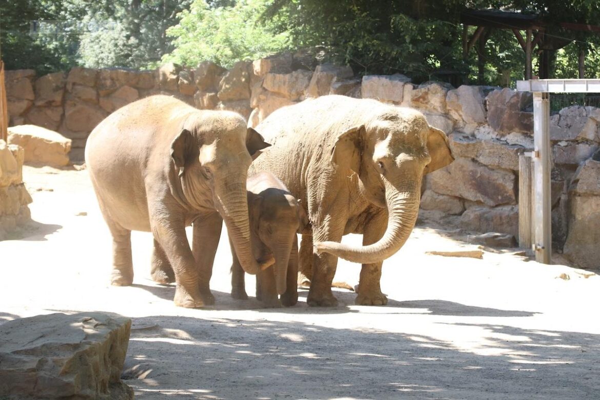 Am Sonntag können dann Elefanten, Seehunde und. Co. bestaunt werden. / Foto: Zoo Osnabrück