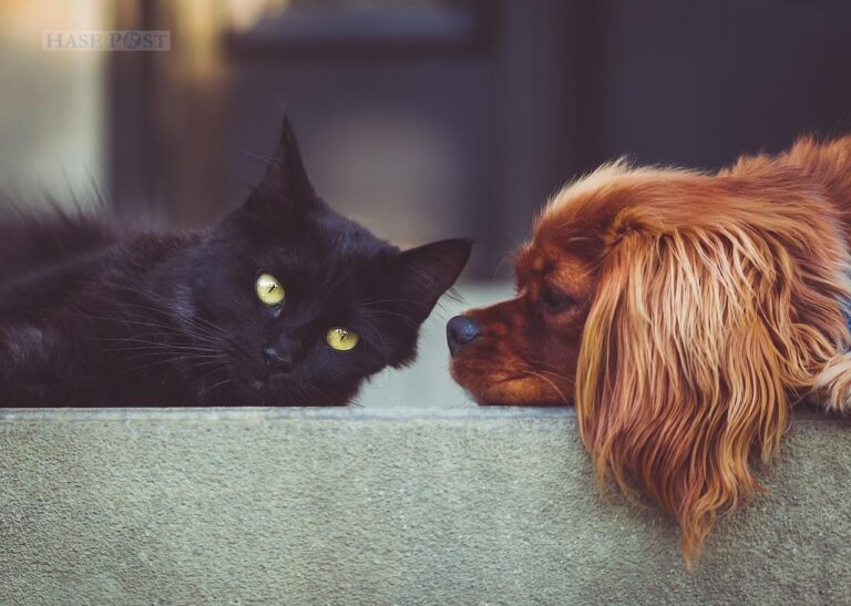 Hunde und Katzen sind bei Osnabrücks Vermietern nicht besonders beliebt.
