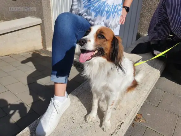 Kellerbrand in Georgsmarienhütte – Hund aus Haus geholt