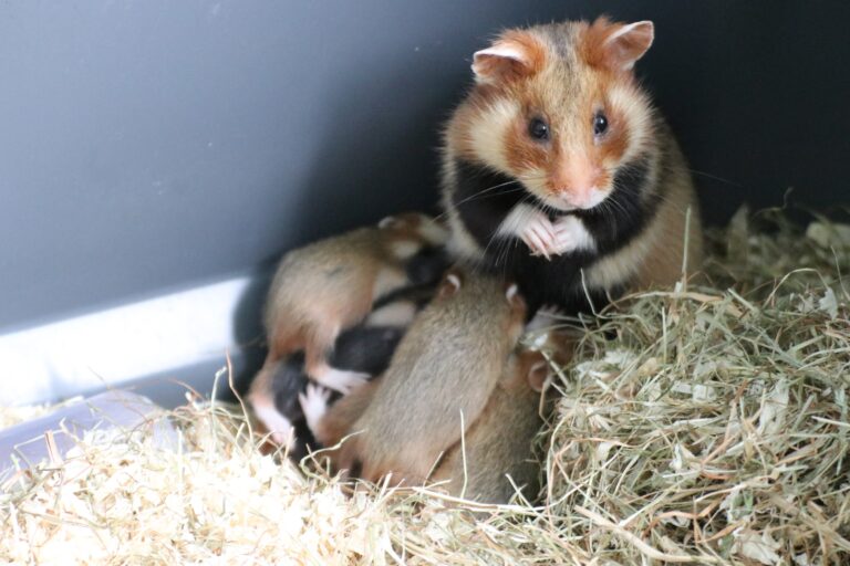 Das Feldhamster-Weibchen kümmert sich in den ersten Lebenswochen liebevoll um seine nackt und blind geborenen Jungtiere – die Männchen beteiligen sich nicht an der Jungenaufzucht. / Foto: Zoo Osnabrück